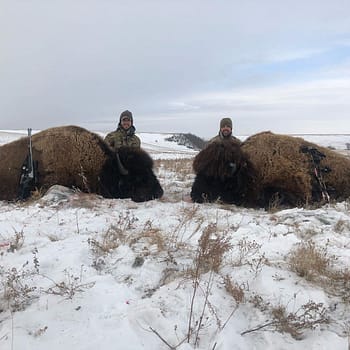 buffalo hunting